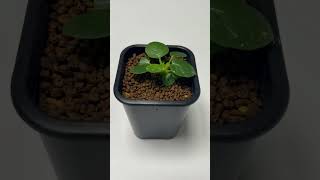 돌스테니아 포에티다 dorstenia foetida 식물 아프리카식물 plants 파종 seedling 괴근식물 씨앗 [upl. by Prader104]