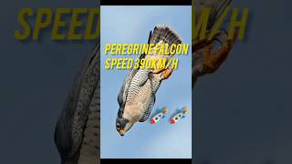 Peregrine Falcon speed 390km h shorts trending youtubeshorts peregrine falcon [upl. by Alfonzo]