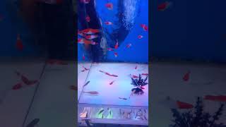 Platy Kohaku Fish Tank 311 [upl. by Ahsitram]