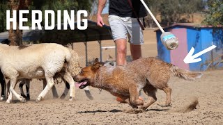 My CATTLE DOG Herding Sheep LIVE ACTION [upl. by Pasco964]