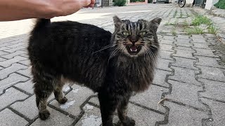 Fluffy cat will melt your heart with its cutest meows [upl. by Nytsirc]