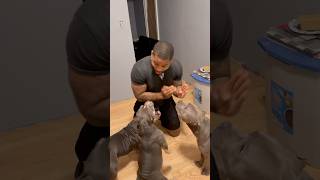 He still smells the hot dogs 😂😂 puppy pitbullsworld doglover americanbully petowner doglover [upl. by Nauqe]