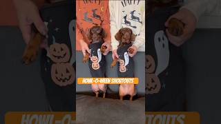 HOWLOWEEN Shoutouts by Dancing DACHSHUNDS We love our friends minidachshund halloween dance [upl. by Haridan]