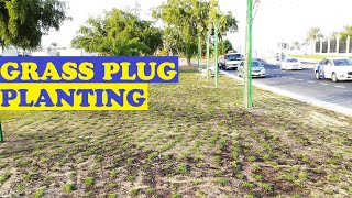 HOW TO PLANT GRASS PLUG  Seashore Paspalum vaginatum Grass [upl. by Ocirederf]