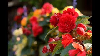 Top Most Beautiful Begonias  Begonia Flowers [upl. by Hubing]