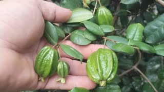 frutífera produzindo em vaso pitangatuba atemoia red pinha asteca vermelha jaca achachairu mexicano [upl. by Gage]