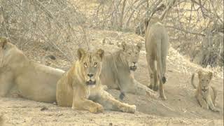 Buffalo Hunting Pride in Chitake Springs Eating and Resting [upl. by Bathsheb]