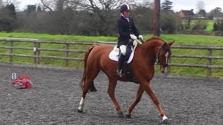 British Dressage Novice 22  Natalie and Faust 12Jan15 [upl. by Ettegroeg526]