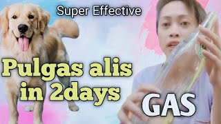 Mabisang Gamot sa Pulgas ng Aso  Super Effective Promise [upl. by Aksoyn]