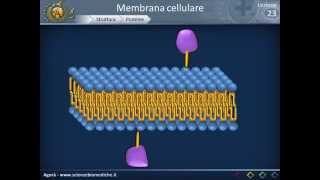 Membrana cellulare  Struttura [upl. by Ennirak]