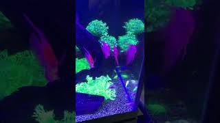 A Glo Cory Cat shorts fishkeeper fish aquarium fishkeeping fishtank [upl. by Arreip381]