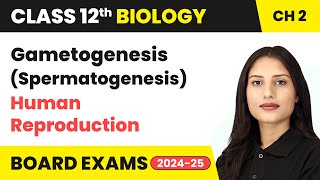 Gametogenesis Spermatogenesis  Human Reproduction  Class 12 Biology Chapter 2  CBSE 202425 [upl. by Aurore753]