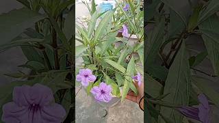 Terrace garden makeover deepajyoti gardenideas terracegardning terracegarden flowers shorts [upl. by Berardo]