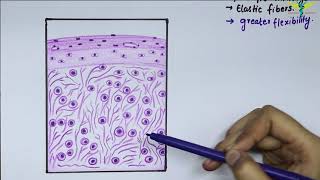 Histology Of Elastic Cartilage [upl. by Nylyram]