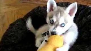 Oz Klee Kai playing with his duck [upl. by Sverre]