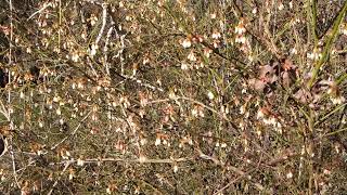 Honey bees swarming a tree here in North Louisiana [upl. by Oiromed]