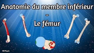 Anatomie du membre inférieur  Le fémur [upl. by Sacci]