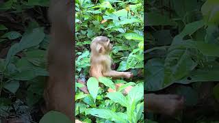 Lovely Young Cleo On Foods Foraging aniamals babyanimal cute monkeyanimalschannel babymonkey [upl. by Jelle]