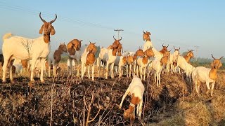 Boar Goat Tapri Breed of Sindh  Documentary [upl. by Mellie]