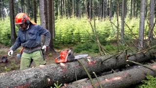 Felling of trees chainsaw Husqvarna 562 XP [upl. by Anivad]