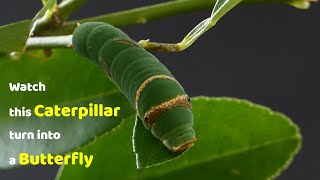 Watch this Caterpillar Turn Into A Butterfly  Papilio Demoleus  Metamorphosis  Lime swallowtail [upl. by Volotta]