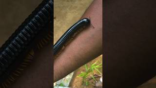 Worlds Largest Millipede [upl. by Island]