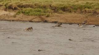 Crocodile action at Wildebeest crossing Mara River [upl. by Infeld]