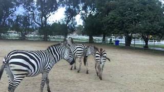 Gentle Zebras Riding Zebra [upl. by Ecylla290]