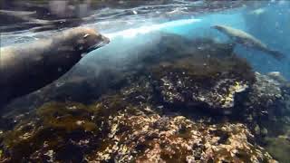 Playful Galapagos Sealion [upl. by Suruat]