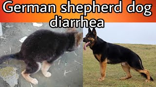 german shepherd dog diarrhea or loose motion problem [upl. by Clint]