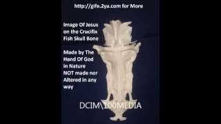 Proof Dingle Berrys AND the Crucifix Fish Image of Jesus on fish Skull Bone DO Exist Video [upl. by Jankell]