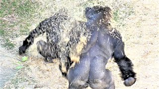 Gorillas splashing straw on each other 2 quotShabani vs Kiyomasaquot [upl. by Bahner630]