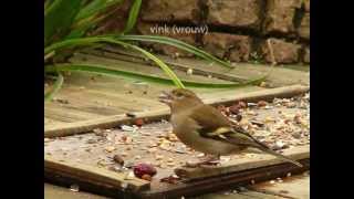 29 soorten vogels in de tuin [upl. by Mazman]