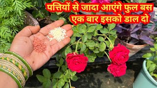 Best Fertilizer For Rose Plant  Best Homemade Natural Fertilizer For Rose Plant [upl. by Maxia638]