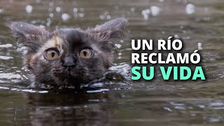 Buscando comida un río reclamó su vida [upl. by Brodench]