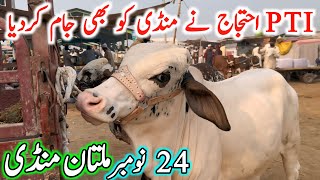 Multan Cow Mandi Fresh Latest Update Video 24112024  Cholistani Sahiwal Bachre  Cow Mandi 2024🔥 [upl. by Eceirahs576]