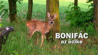 Vadkaland  BONIFÁC AZ ŐZ BAKGIDA [upl. by Beare704]