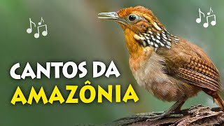 CANTOS de AVES DA AMAZÔNIA Uirapuruverdadeiro cricrió harpia e outros pássaros amazônicos [upl. by Crellen]