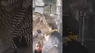 Paragon Falcon caught a pigeon😭😭shots birds falcoon animals falcon nature art online xbox [upl. by Yajnas]