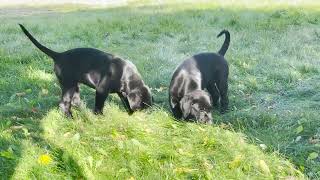 ❤️ Two Happy Black Lab Puppies playing till they fall asleep ❤️ [upl. by Kopple129]