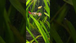 Female Guppy Eating a Worm 🪱 🐟 Guppy Worm Guppyfish AquariumLiveStream4U [upl. by Megen]