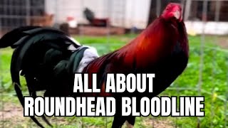 All About Roundhead Gamefowl Bloodline [upl. by Kant]