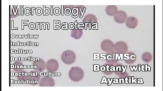 L  form Bacteria [upl. by Assirolc126]