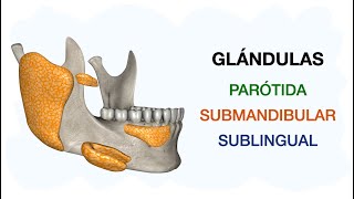 PARÓTIDA  SUBMANDIBULAR  SUBLINGUAL Glándulas salivales mayores 🧠👨🏻‍⚕️ [upl. by Ja]