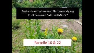 Minze gegen Schnecken  Ausbringen und Bestandsaufnahme  Gartenrundgang [upl. by Nna]