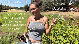 How and When to Cut Sunflowers zone9b cutflowers gardening flowerfarm [upl. by Burrill180]