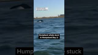 Humpback Whale stuck in LI bay [upl. by Thomson691]