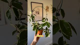 Idea for vining plants 🪴 Hoya Carnosa plantcare plants hoya houseplants [upl. by Ylreveb]