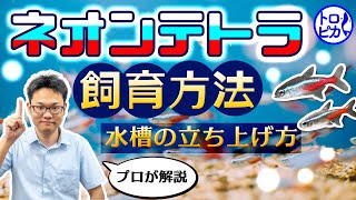 【超簡単】ネオンテトラの飼育方法！水槽の立ち上げ方・育て方をプロが解説！ [upl. by Takeo]