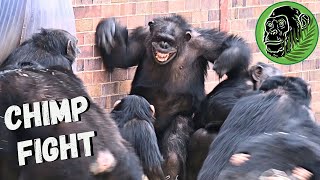 Baby Chimp In Danger As Big Female Chimp Fight Breaks Out [upl. by Lundgren904]